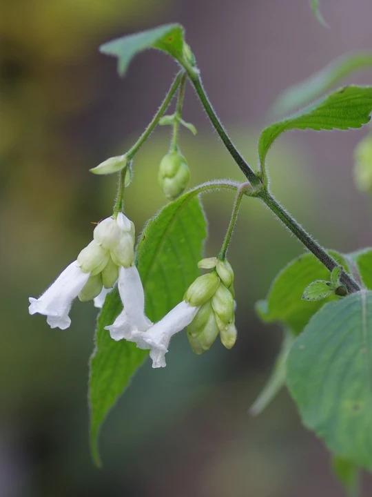 Strobilanthes nutans