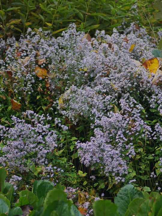 Symphyotrichum 'Blutenregen'