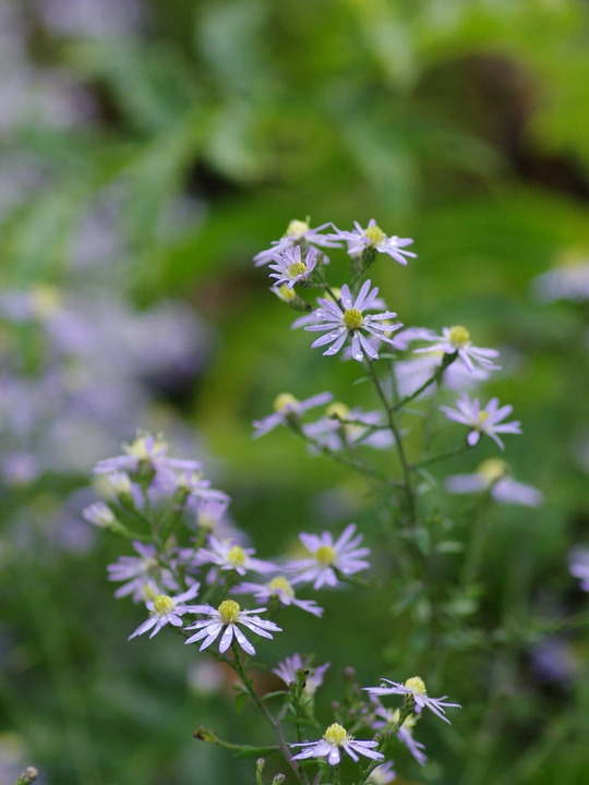 Symphyotrichum 'Blutenregen'