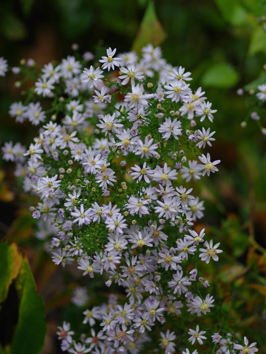 Symphyotrichum 'Blutenregen'
