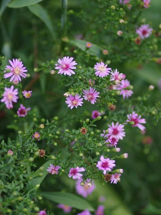 Symphyotrichum 'Coombe Fishacre' 