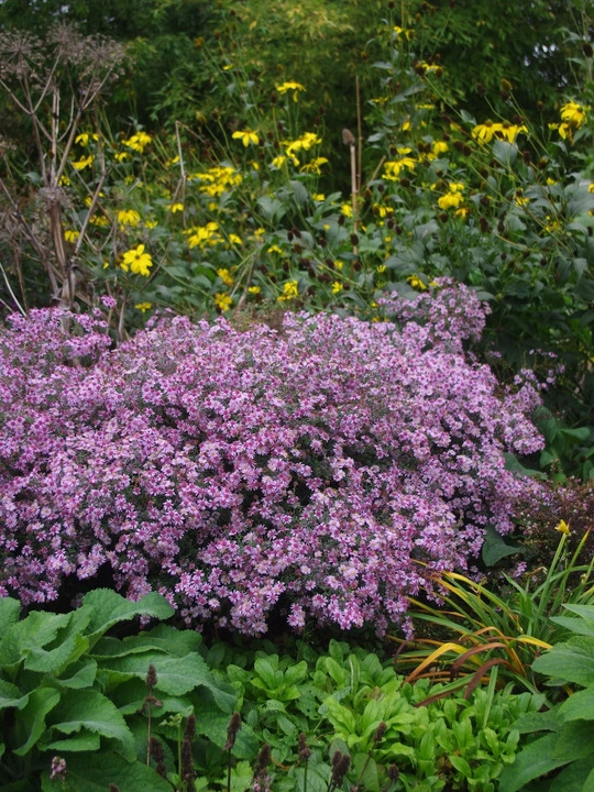 Symphyotrichum 'Coombe Fishacre' 