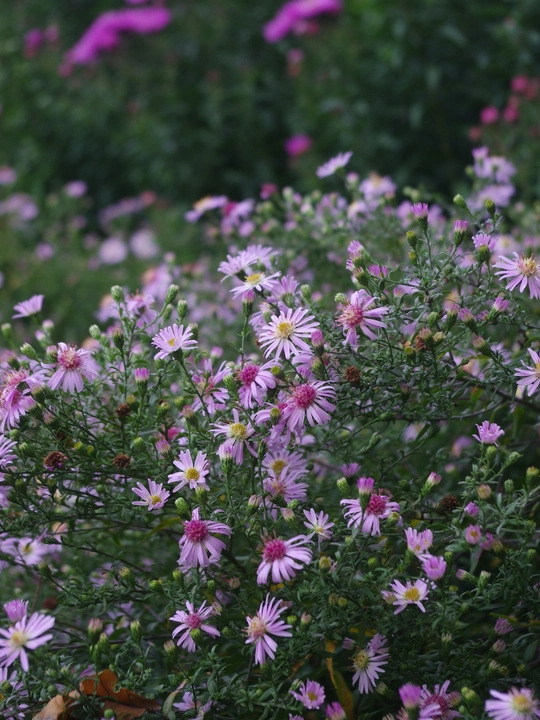 Symphyotrichum 'Coombe Fishacre' 