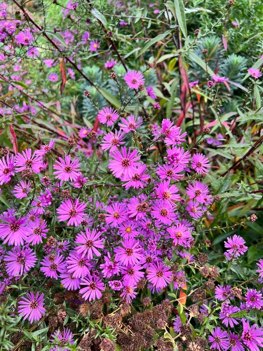 Symphyotrichum 'Knightrider' 