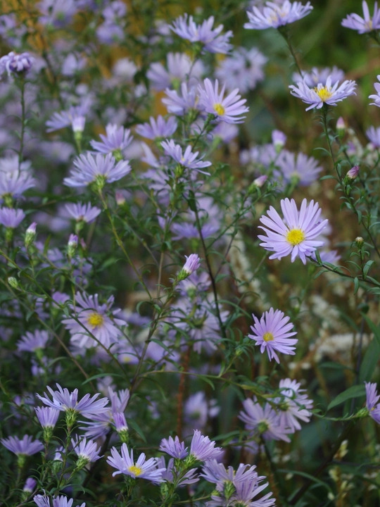 Symphyotrichum laeve 'Black Ice'