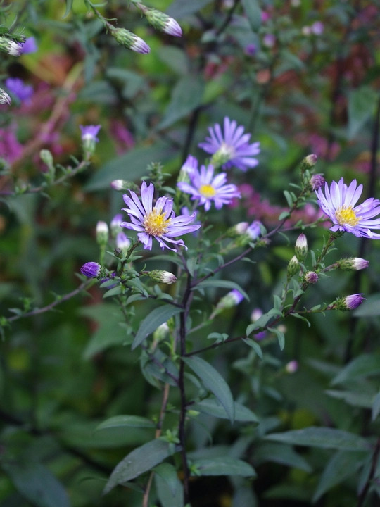 Symphyotrichum laeve 'Calliope'