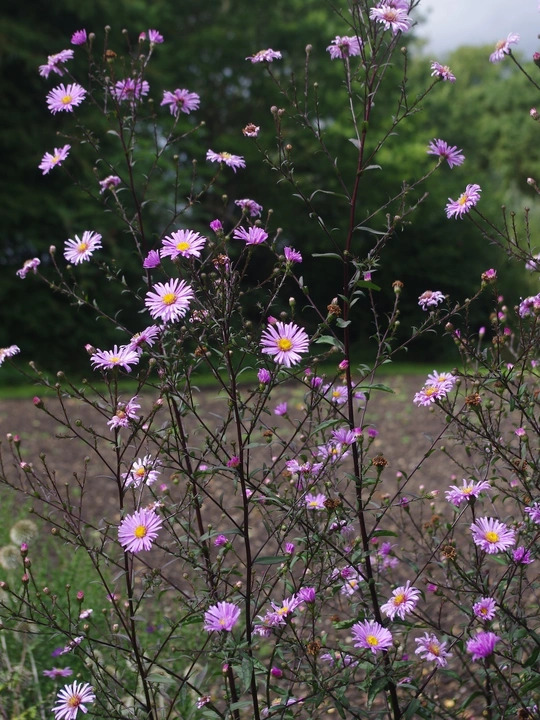 Symphyotrichum laeve 'Glow in the Dark'