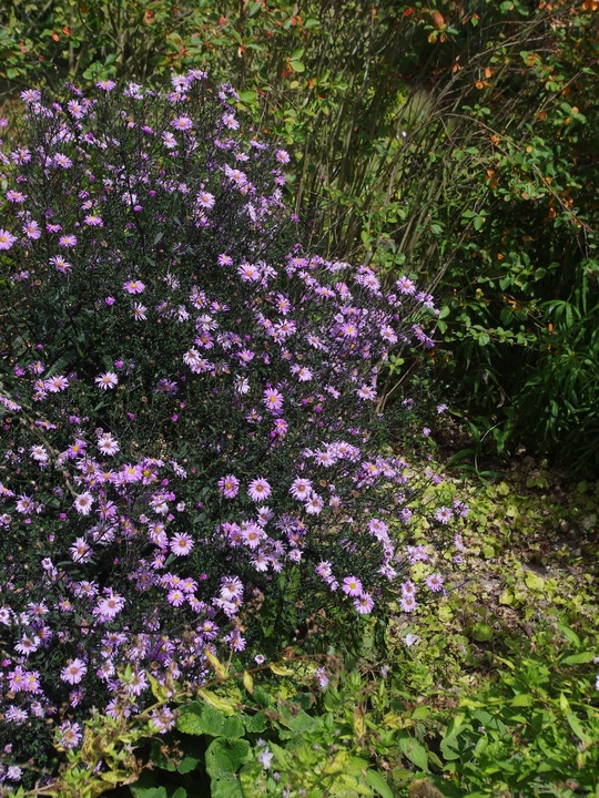 Symphyotrichum laeve 'Glow in the Dark'