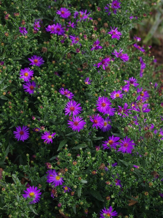 Symphyotrichum laeve 'Orpheus'