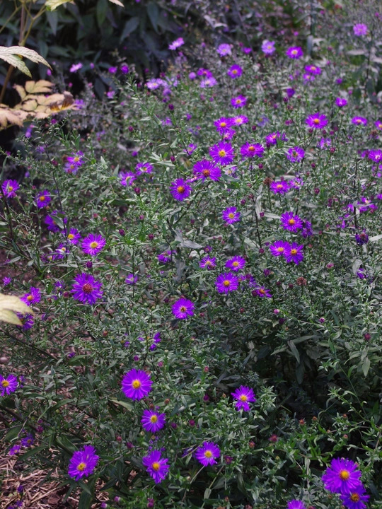 Symphyotrichum laeve 'Orpheus'