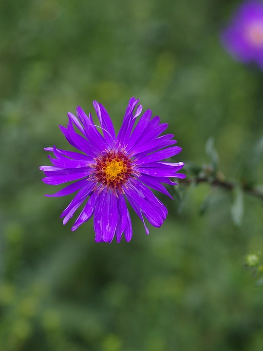 Symphyotrichum laeve 'Orpheus'
