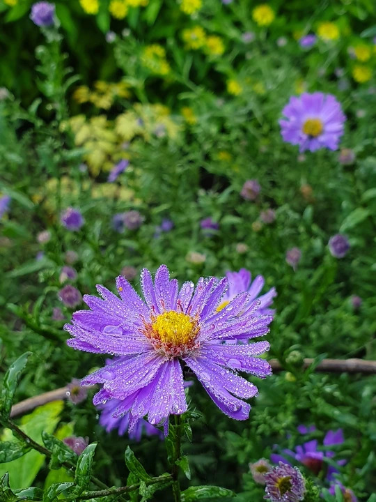 Symphyotrichum laeve 'Orpheus'