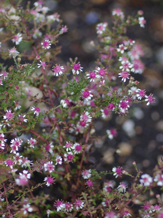 Symphyotrichum lateriflorum var. horizontalis