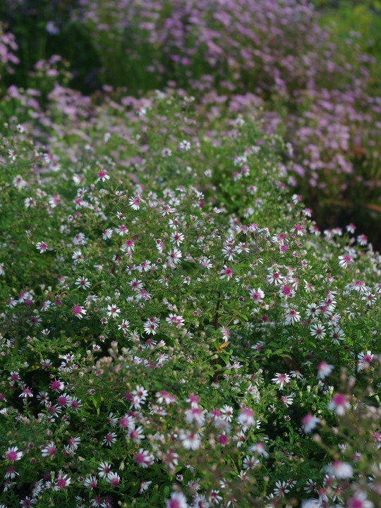 Symphyotrichum lateriflorum var. horizontalis