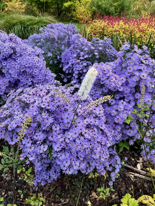 Symphyotrichum 'Little Carlow' (cordifolium hybrid)
