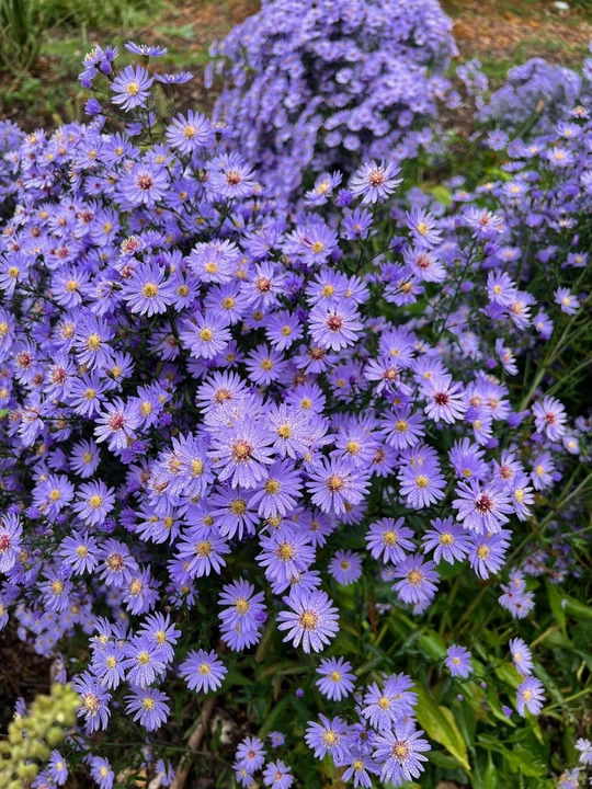 Symphyotrichum 'Little Carlow' (cordifolium hybrid)