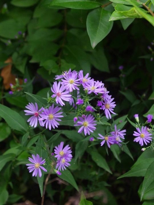 Symphyotrichum 'Little Carlow' (cordifolium hybrid)