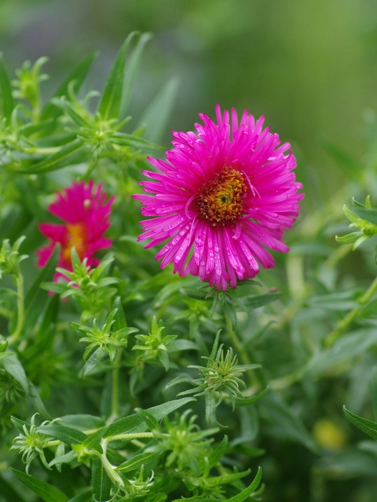 Symphyotrichum novae-angliae 'Andenken an Alma P&ouml;tschke'
