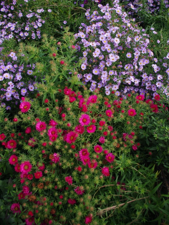 Symphyotrichum novae-angliae 'Andenken an Alma P&ouml;tschke'