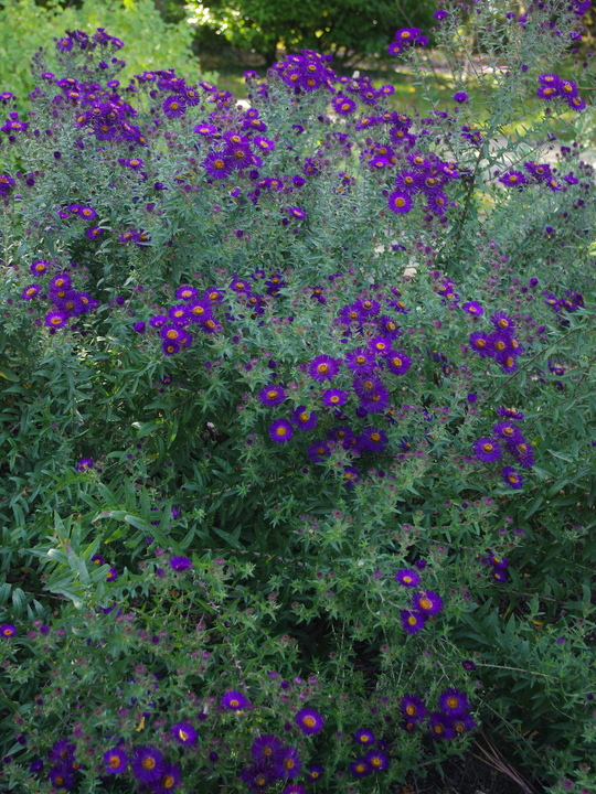 Symphyotrichum novae-angliae 'Violetta'