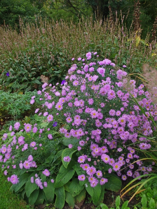 Symphyotrichum novi-belgii 'Fellowship'