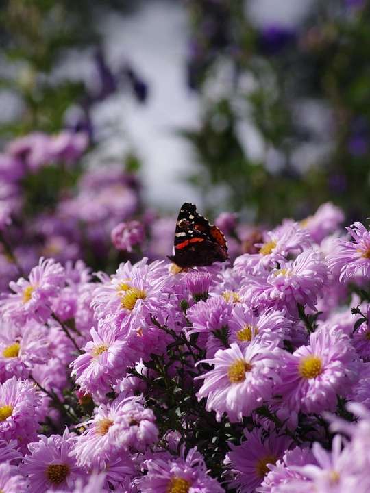 Symphyotrichum novi-belgii 'Fellowship'