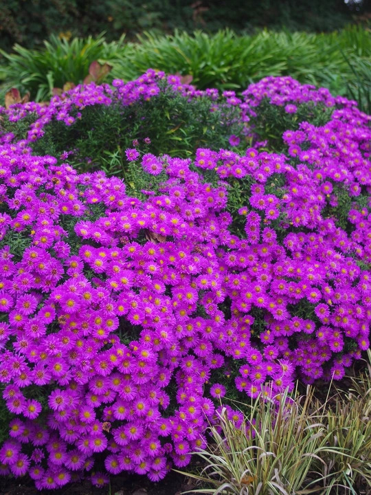 Symphyotrichum novi-belgii 'Heinz Richard'