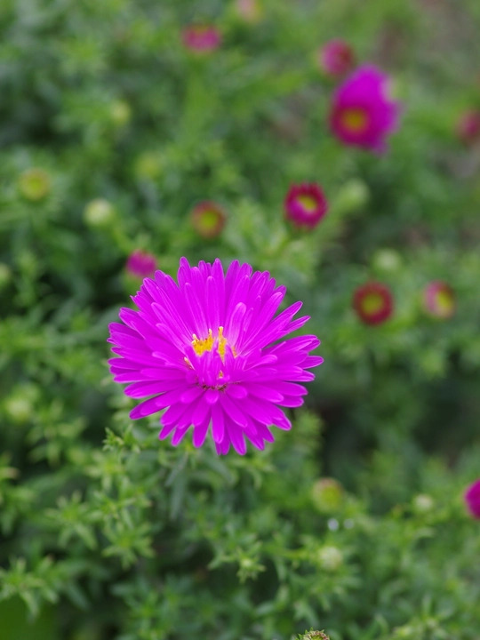 Symphyotrichum novi-belgii 'Heinz Richard'