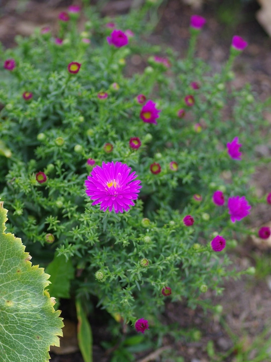 Symphyotrichum novi-belgii 'Heinz Richard'