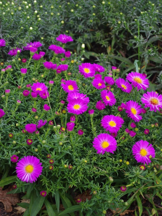 Symphyotrichum novi-belgii 'Heinz Richard'