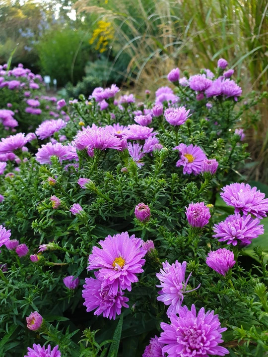 Symphyotrichum novi-belgii 'Heinz Richard'