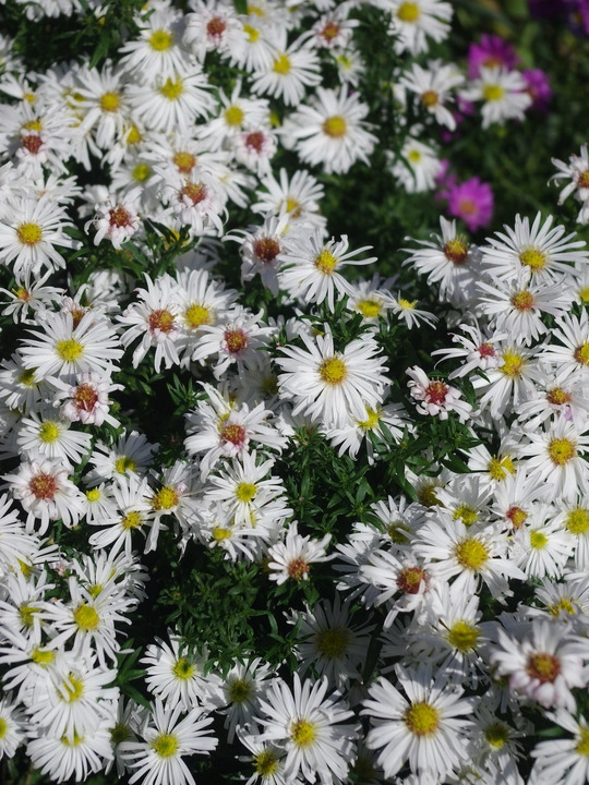 Symphyotrichum novi-belgii 'Kristina'