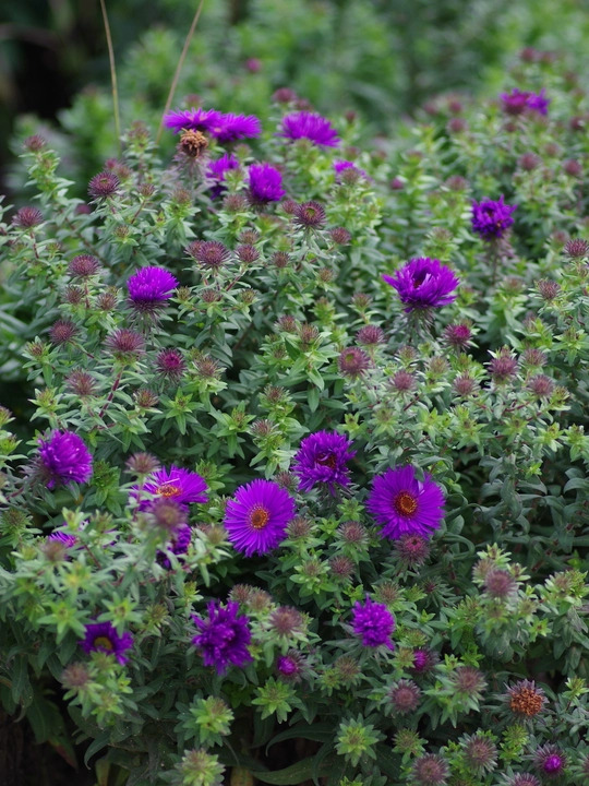 Symphyotrichum novi-belgii 'Purple Dome'