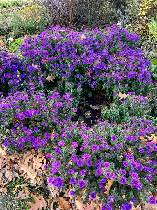 Symphyotrichum novi-belgii 'Purple Dome'