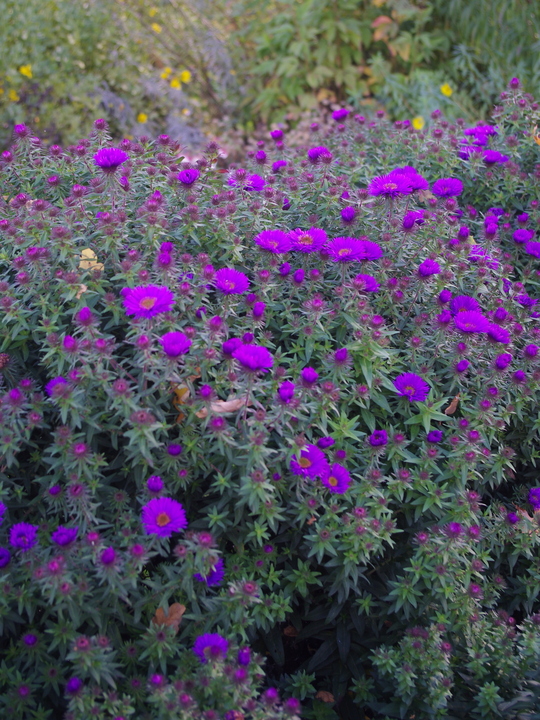 Symphyotrichum novi-belgii 'Purple Dome'