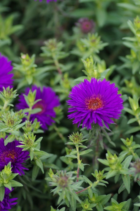 Symphyotrichum novi-belgii 'Purple Dome'
