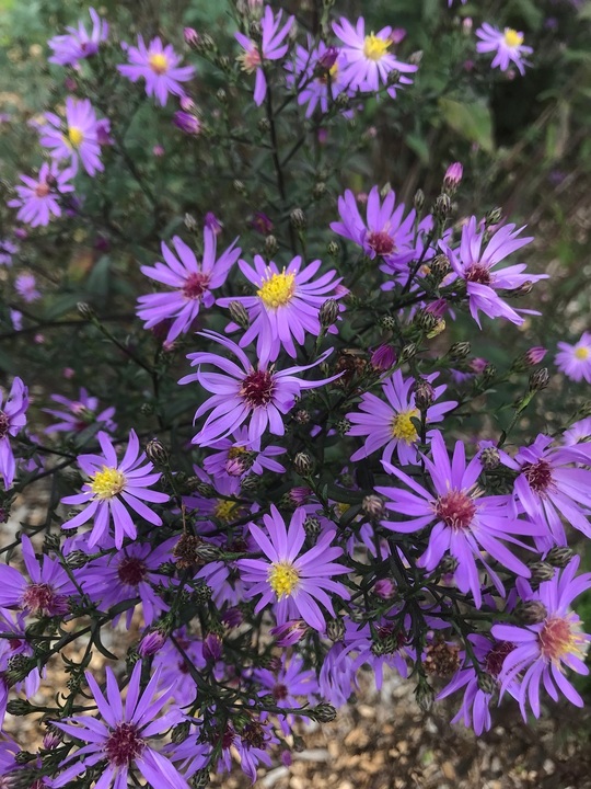 Symphyotrichum 'Prairie Purple'