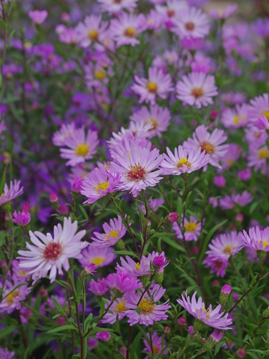 Symphyotrichum 'Prairie Sky'