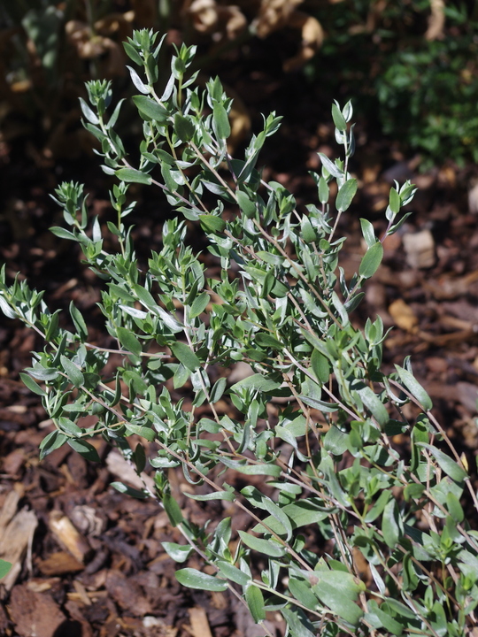 Symphyotrichum sericeum