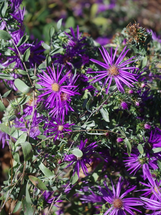 Symphyotrichum sericeum