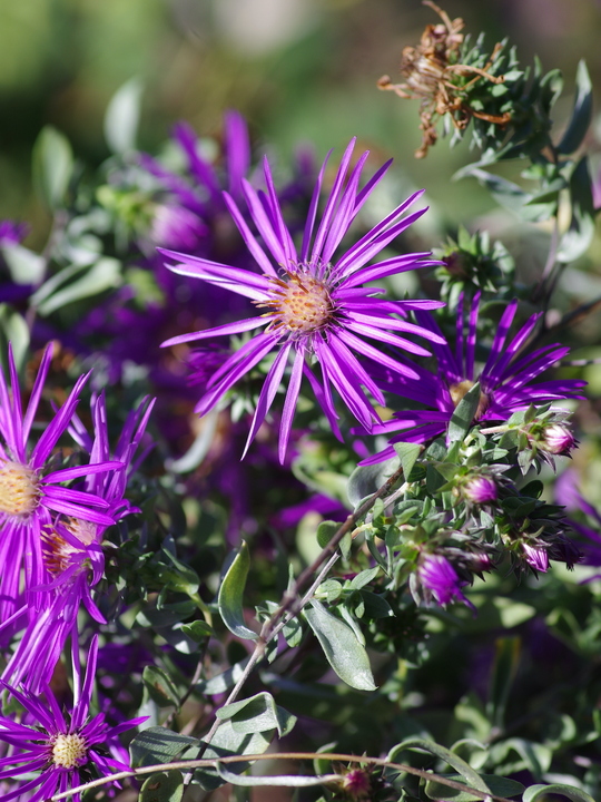 Symphyotrichum sericeum