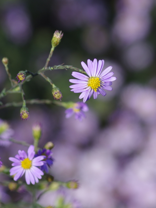 Symphyotrichum turbinellum