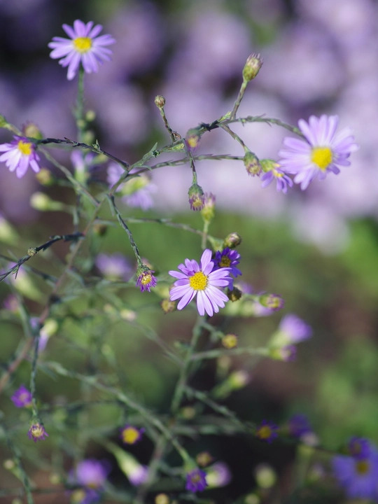 Symphyotrichum turbinellum