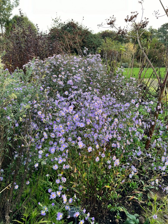 Symphyotrichum turbinellum