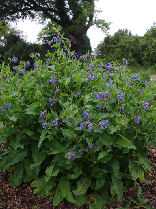 Symphytum asperum