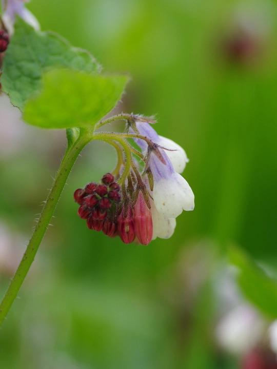 Symphytum 'Hidcote Blue'