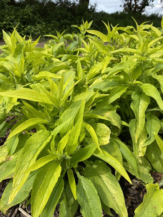Symphytum ibericum 'All Gold'