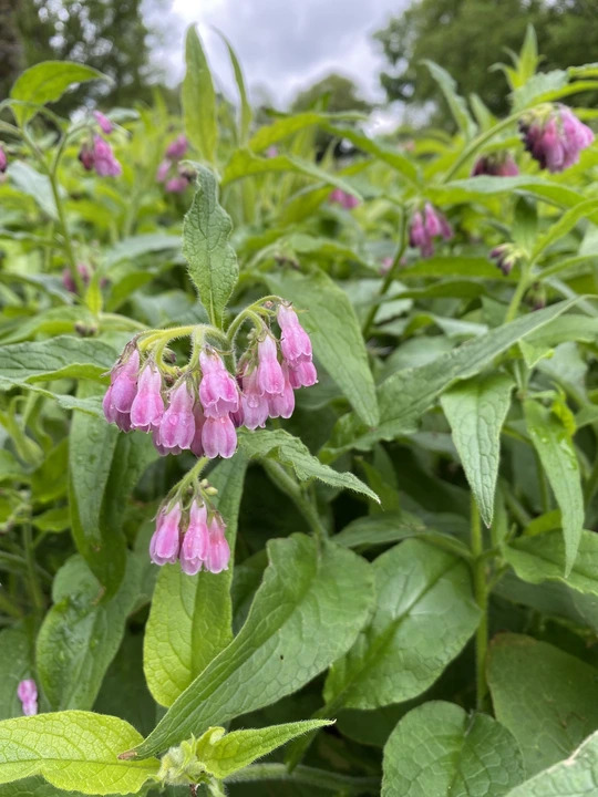 Symphytum ibericum 'All Gold'