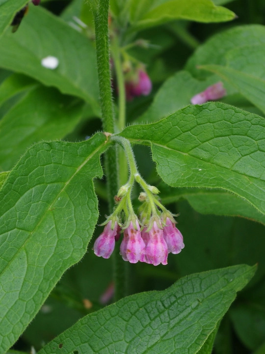 Symphytum ibericum 'All Gold'