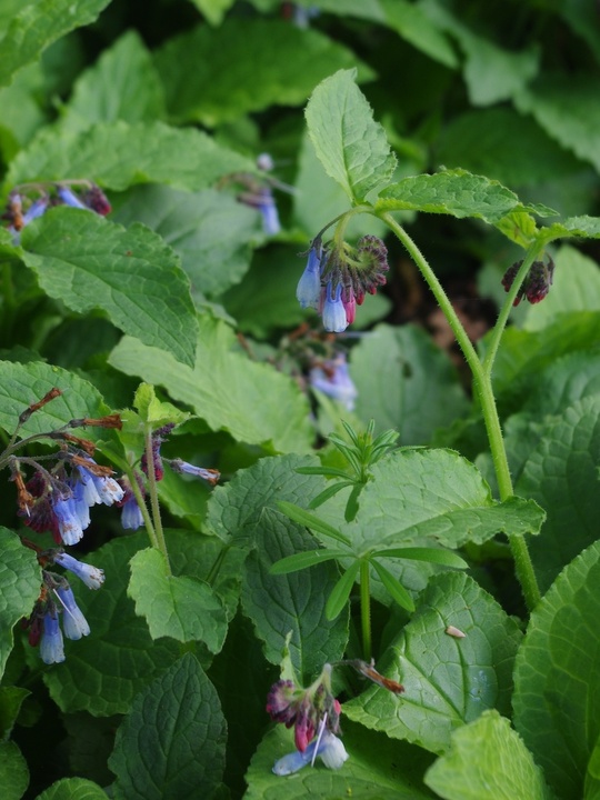 Symphytum ibericum 'Blaueglocken'